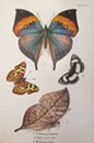 Beautifully illustrated butterflies from our insects section.